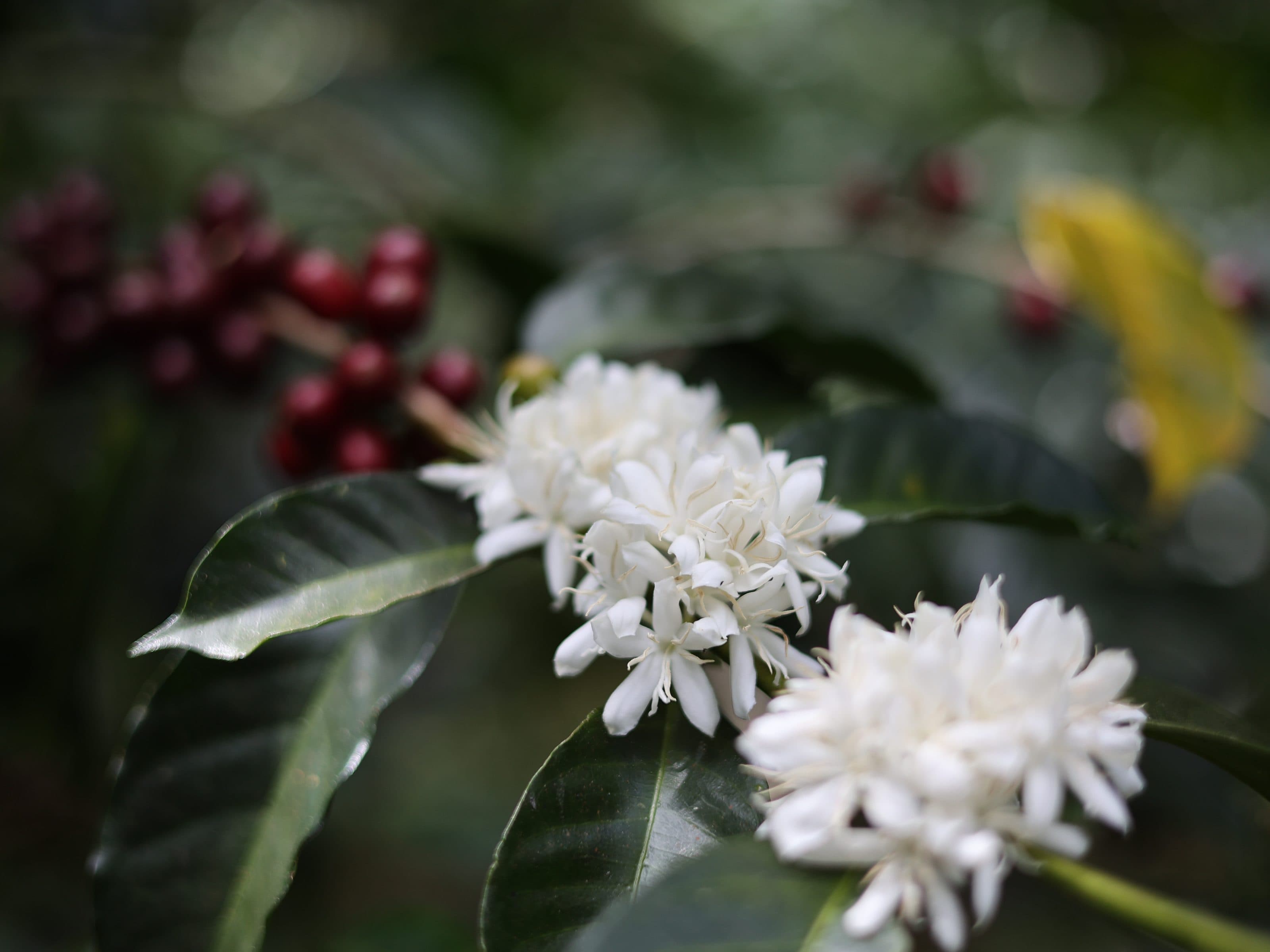 Fleurs blanches de caféier