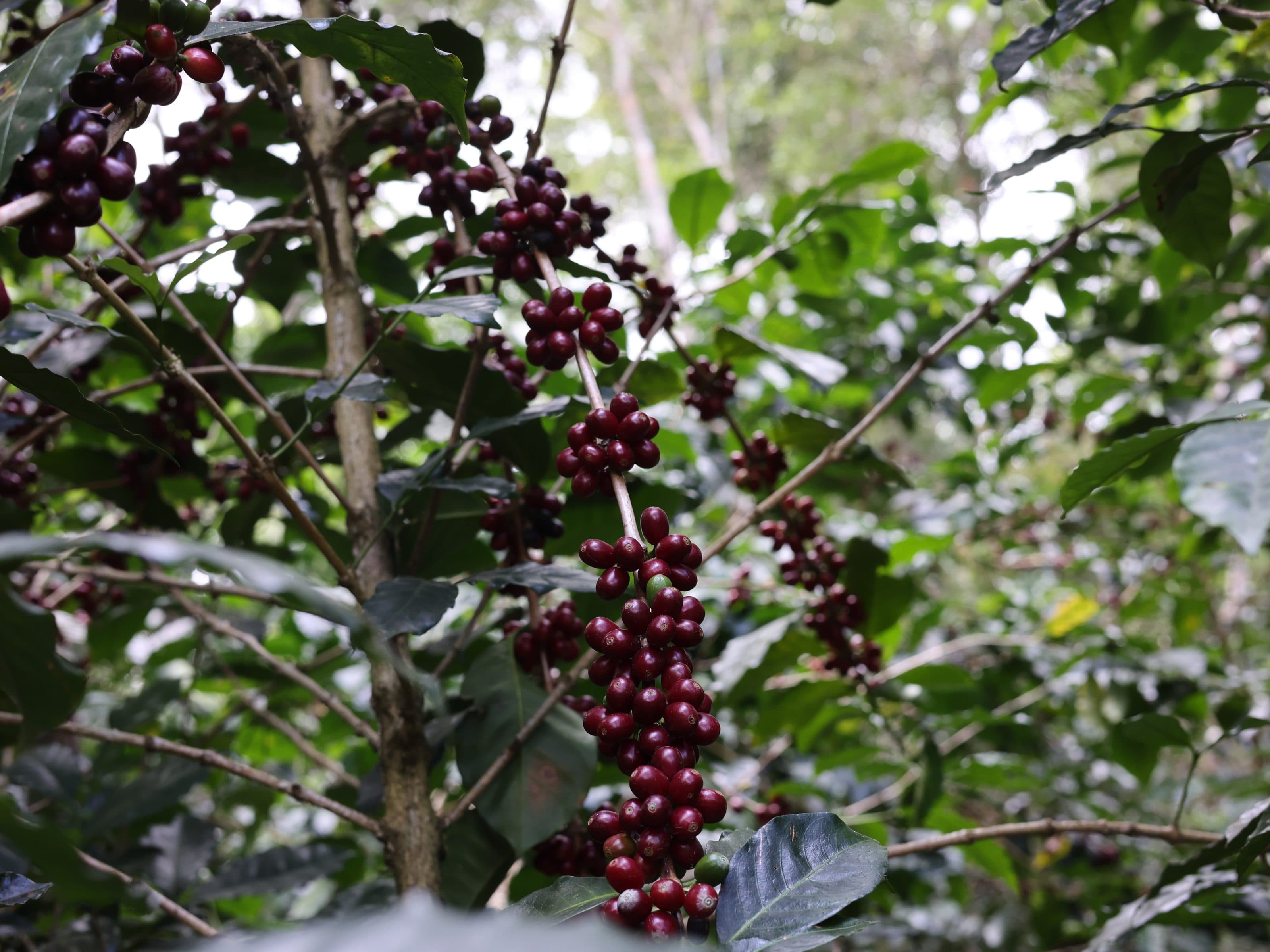 Cerises de café sur le caféier